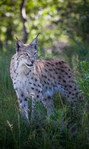 Preview wallpaper lynx, predator, animal, grass