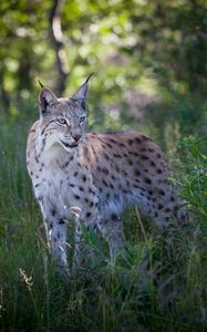 Preview wallpaper lynx, predator, animal, grass