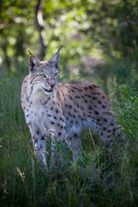 Preview wallpaper lynx, predator, animal, grass