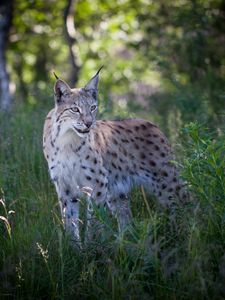 Preview wallpaper lynx, predator, animal, grass