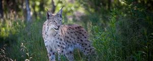 Preview wallpaper lynx, predator, animal, grass