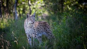 Preview wallpaper lynx, predator, animal, grass