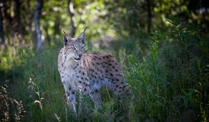 Preview wallpaper lynx, predator, animal, grass