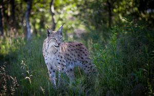 Preview wallpaper lynx, predator, animal, grass