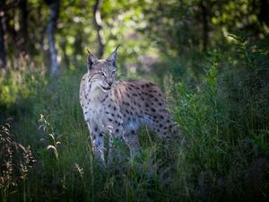 Preview wallpaper lynx, predator, animal, grass