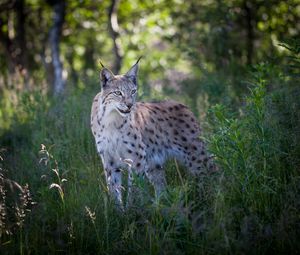 Preview wallpaper lynx, predator, animal, grass