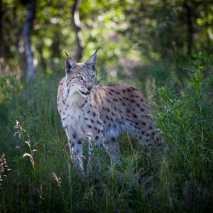 Preview wallpaper lynx, predator, animal, grass