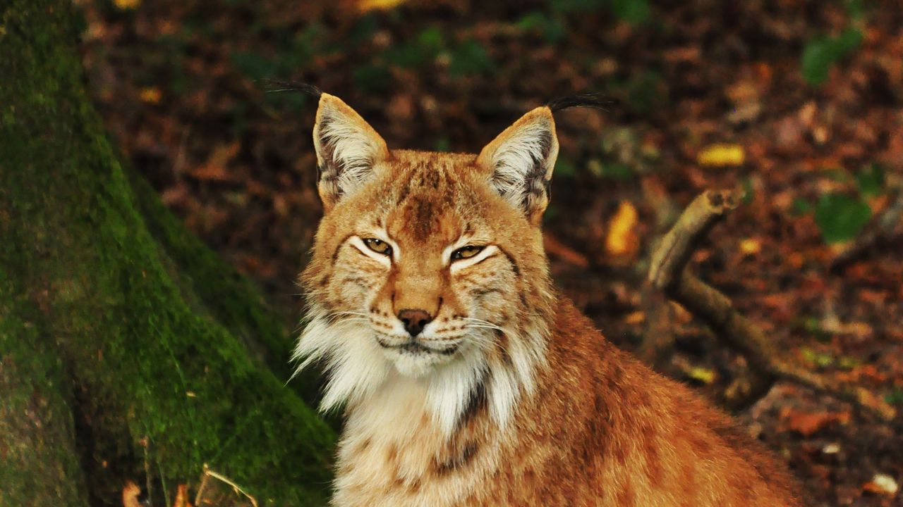 Wallpaper lynx, predator, animal, forest