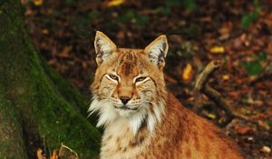 Preview wallpaper lynx, predator, animal, forest