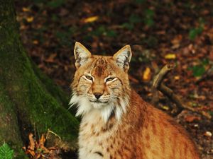 Preview wallpaper lynx, predator, animal, forest