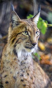 Preview wallpaper lynx, predator, animal, glance, muzzle