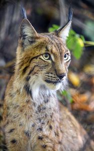 Preview wallpaper lynx, predator, animal, glance, muzzle