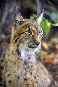 Preview wallpaper lynx, predator, animal, glance, muzzle