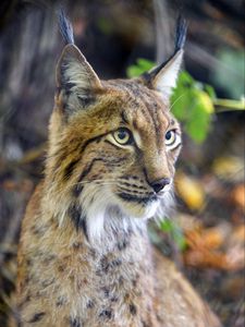 Preview wallpaper lynx, predator, animal, glance, muzzle