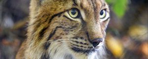 Preview wallpaper lynx, predator, animal, glance, muzzle