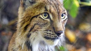 Preview wallpaper lynx, predator, animal, glance, muzzle