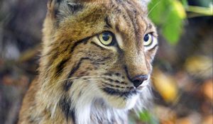 Preview wallpaper lynx, predator, animal, glance, muzzle