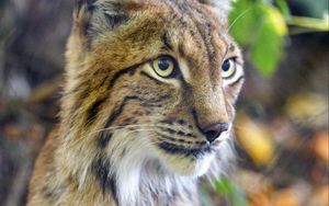 Preview wallpaper lynx, predator, animal, glance, muzzle