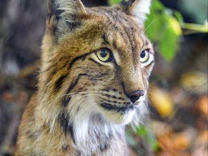 Preview wallpaper lynx, predator, animal, glance, muzzle