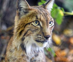 Preview wallpaper lynx, predator, animal, glance, muzzle