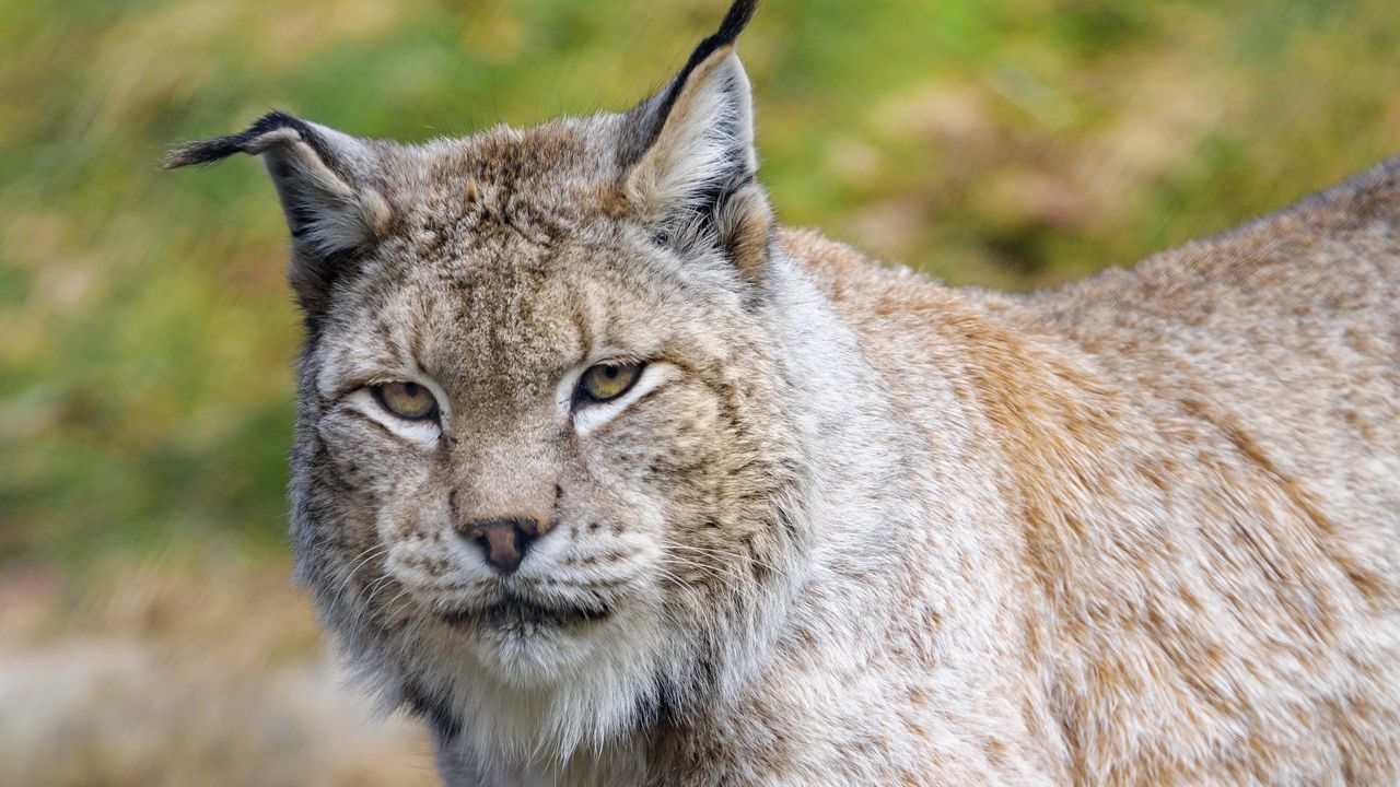 Wallpaper lynx, predator, animal, big cat, wildlife