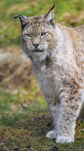 Preview wallpaper lynx, predator, animal, big cat, wildlife