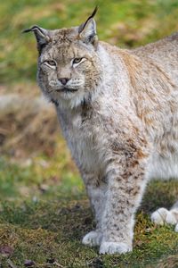 Preview wallpaper lynx, predator, animal, big cat, wildlife