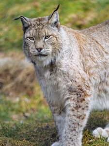 Preview wallpaper lynx, predator, animal, big cat, wildlife