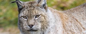 Preview wallpaper lynx, predator, animal, big cat, wildlife