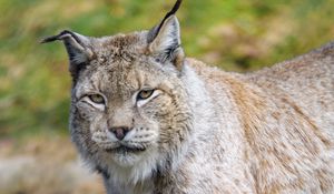 Preview wallpaper lynx, predator, animal, big cat, wildlife