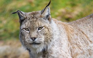 Preview wallpaper lynx, predator, animal, big cat, wildlife