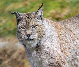 Preview wallpaper lynx, predator, animal, big cat, wildlife