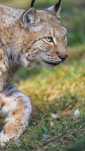 Preview wallpaper lynx, predator, animal, glance, big cat