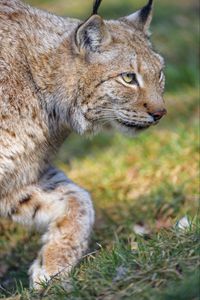 Preview wallpaper lynx, predator, animal, glance, big cat
