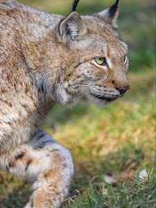 Preview wallpaper lynx, predator, animal, glance, big cat