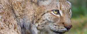 Preview wallpaper lynx, predator, animal, glance, big cat