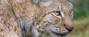 Preview wallpaper lynx, predator, animal, glance, big cat