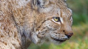 Preview wallpaper lynx, predator, animal, glance, big cat