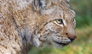 Preview wallpaper lynx, predator, animal, glance, big cat
