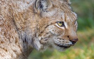 Preview wallpaper lynx, predator, animal, glance, big cat