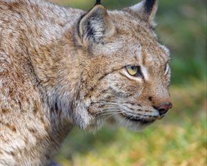 Preview wallpaper lynx, predator, animal, glance, big cat