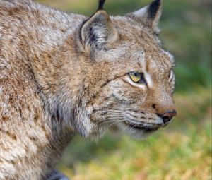 Preview wallpaper lynx, predator, animal, glance, big cat