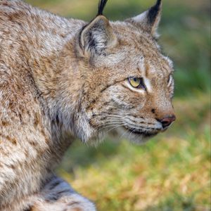 Preview wallpaper lynx, predator, animal, glance, big cat