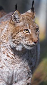 Preview wallpaper lynx, predator, animal, glance