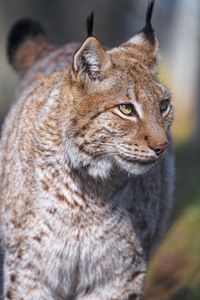 Preview wallpaper lynx, predator, animal, glance