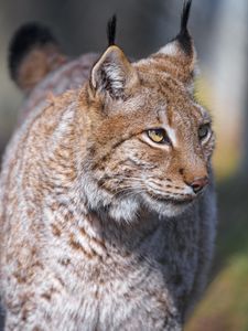 Preview wallpaper lynx, predator, animal, glance