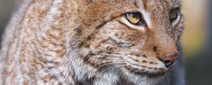 Preview wallpaper lynx, predator, animal, glance