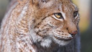 Preview wallpaper lynx, predator, animal, glance