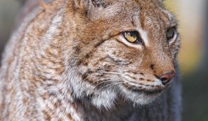 Preview wallpaper lynx, predator, animal, glance