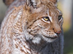 Preview wallpaper lynx, predator, animal, glance